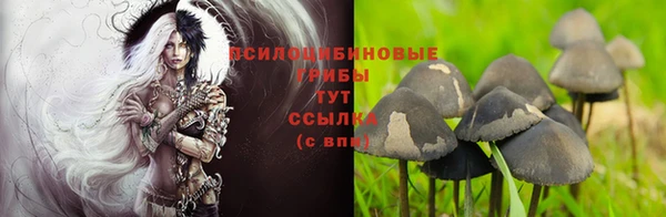 стаф Бородино